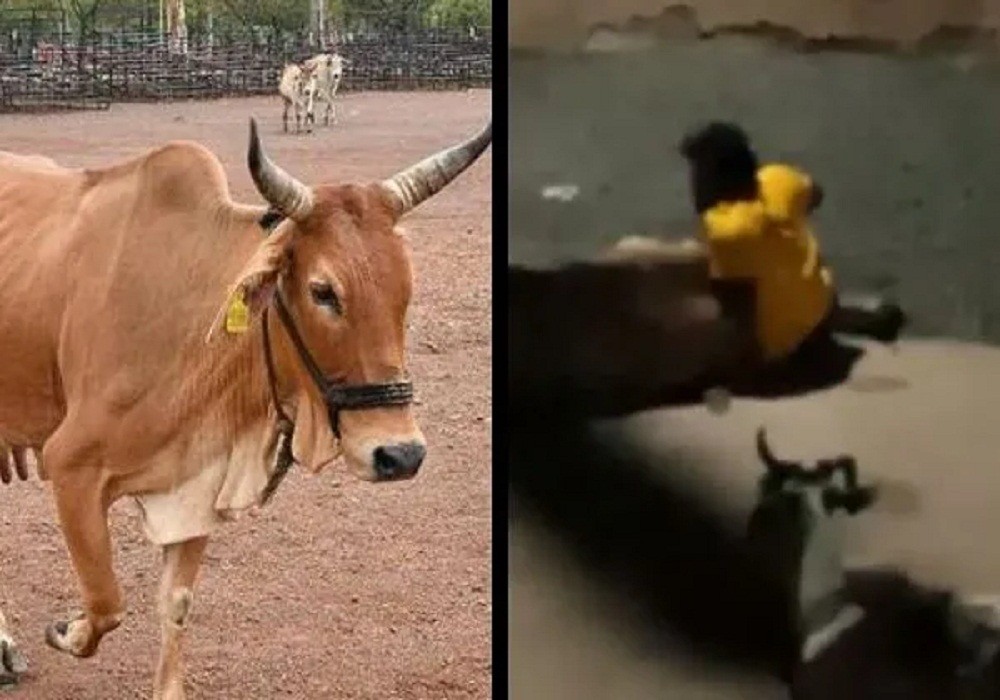 5 साल की मासूम से रेप! देखकर आवाज लगा रहीं थी गाय, मौके पर पहुंची मां ने देखी बेटे की करतूत, फिर… खून से लथपथ मिली बच्ची