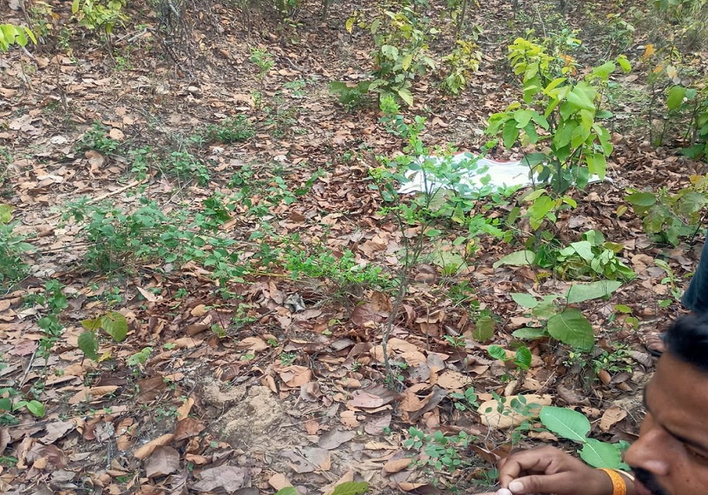 Crime News: घर से क्रिकेट मैच देखने निकला युवक… जंगल में इस हाल में मिली लाश, देखकर चौंक गए लोग…