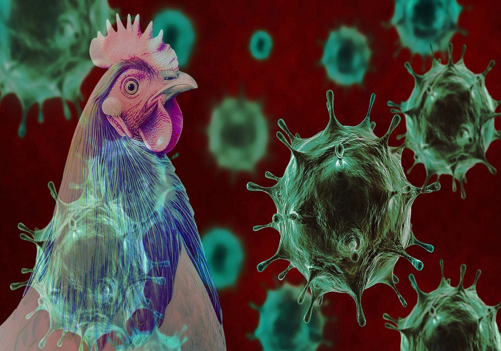 Bird Flu News: फिर पांव पसार रहा बर्ड फ्लू! बंद होंगी इन इलाकों की मीट दुकानें