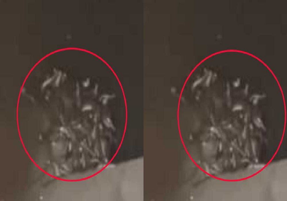 ये इंसान का घर है या नागलोक! एक साथ दिखे लगभग 70-80 सांप, VIDEO देखकर कलेजा आ जाएगा बाहर