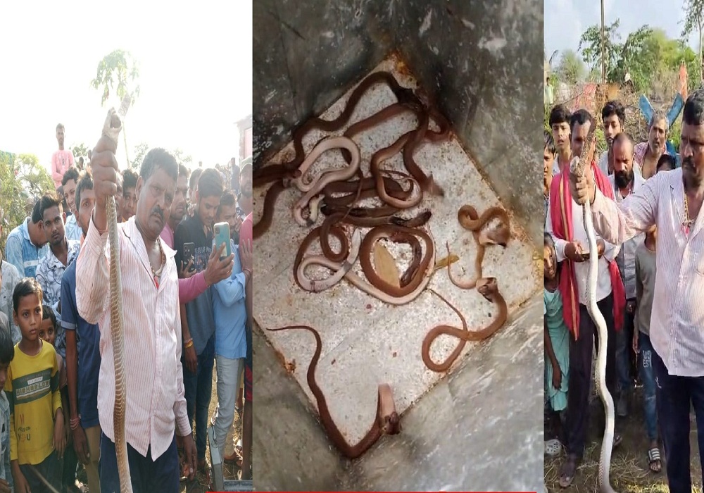 घर है या नागलोक? बिलबिलाकर निकले नाग-नागिन के साथ 35 बच्चे, देखकर भागे लोग… आप भी देखें Video