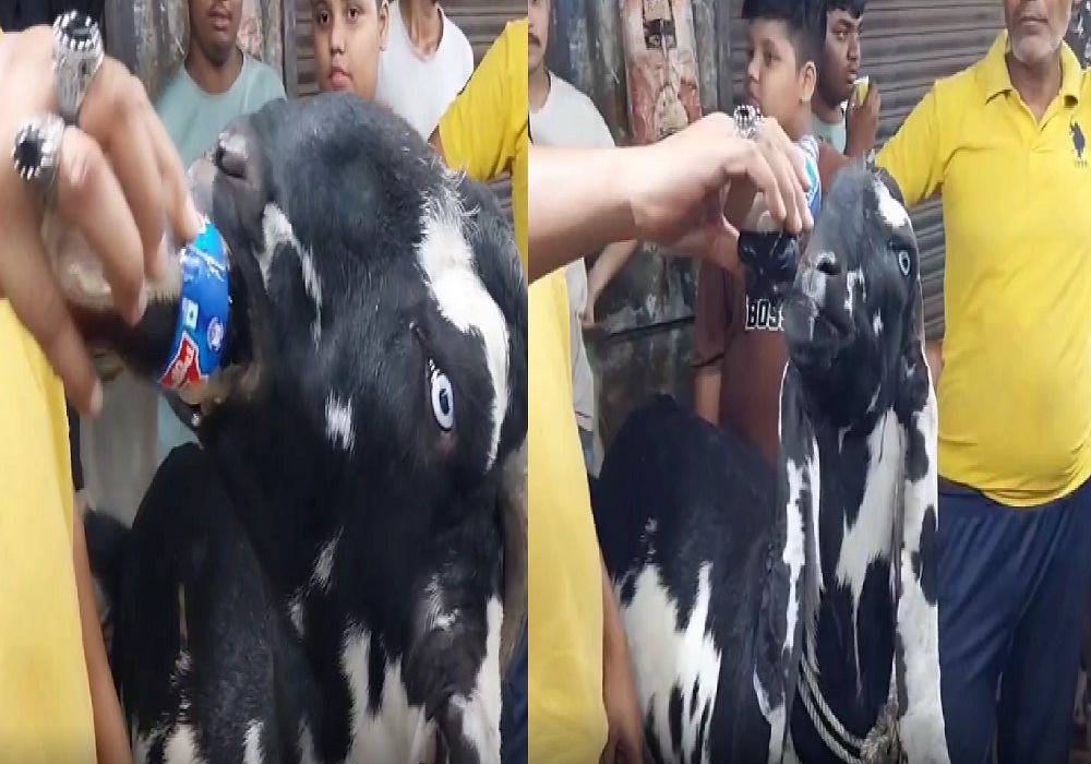Punjabi goat drinks chilled cold drink