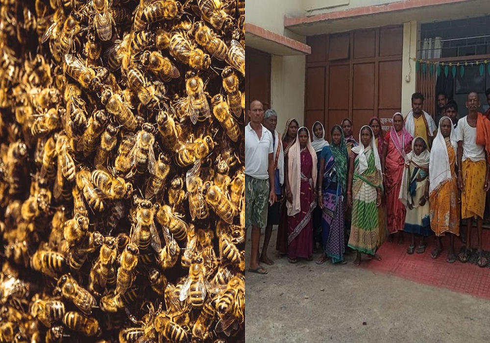 Bees Attack: मधुमक्खियों ने मजदूरों को बनाया निशाना, हमले में 15 घायल, मची अफरा-तफरी