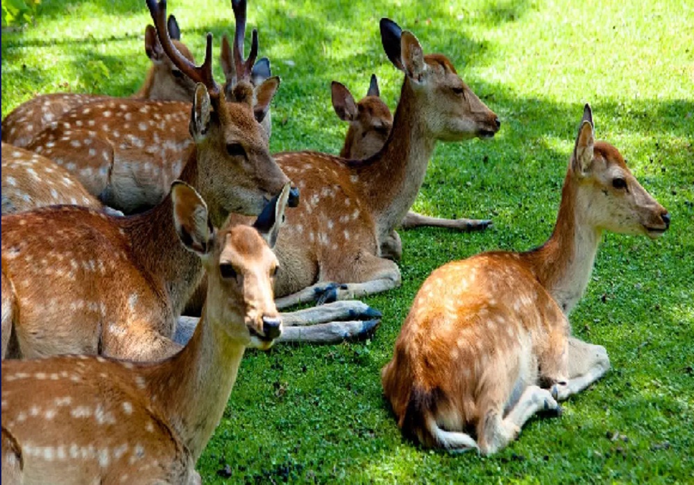 Deers video viral: नेशनल हाइवे पर हिरणों की मस्ती, राहगीरों को दिखा प्रकृति का अद्भुत नजारा, Video Viral