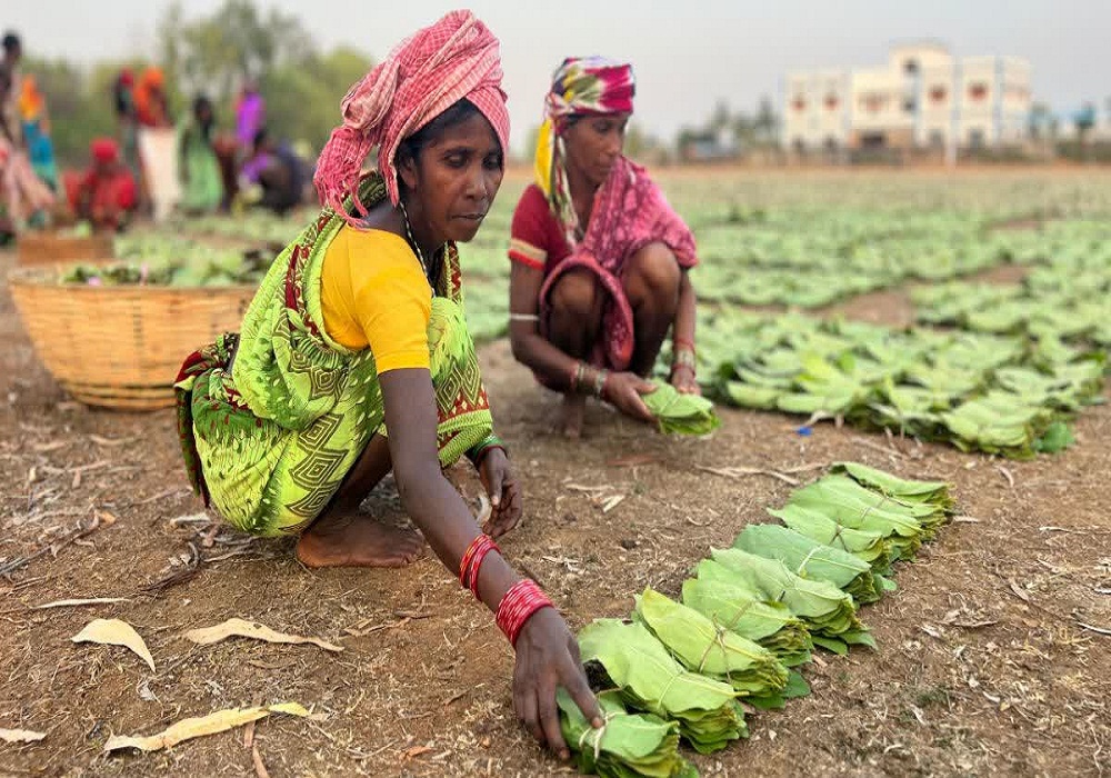 तेंदूपत्ता घोटाले में बड़ा खुलासा! DFO और अफसरों की साठगांठ से मजदूरों का बोनस हड़पा, 4 वनकर्मी समेत 11 गिरफ्तार