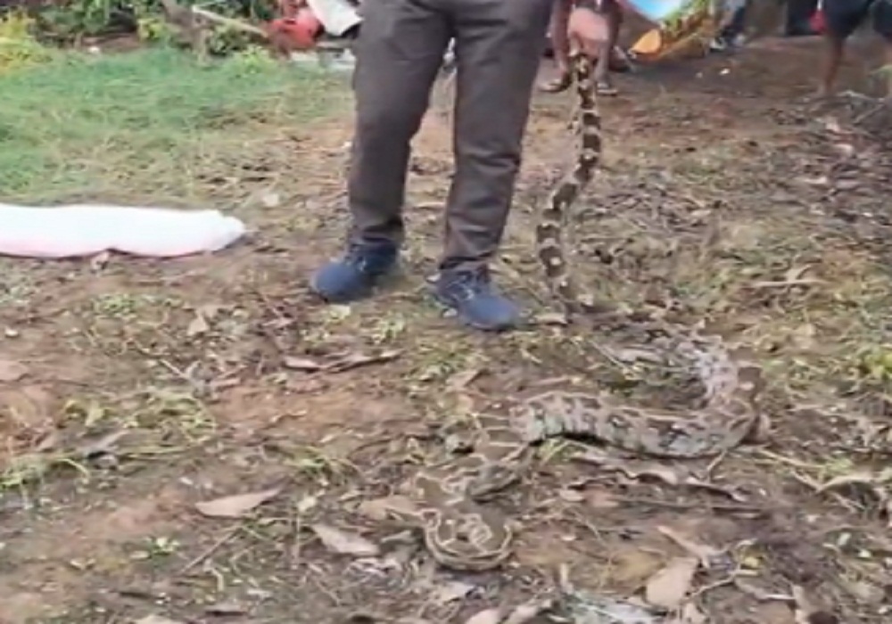 Python video viral: गांव में 12 फीट अजगर मिलने से मचा हड़कंप, 21 अंडों के साथ रेस्क्यू टीम ने संरक्षण में लिया