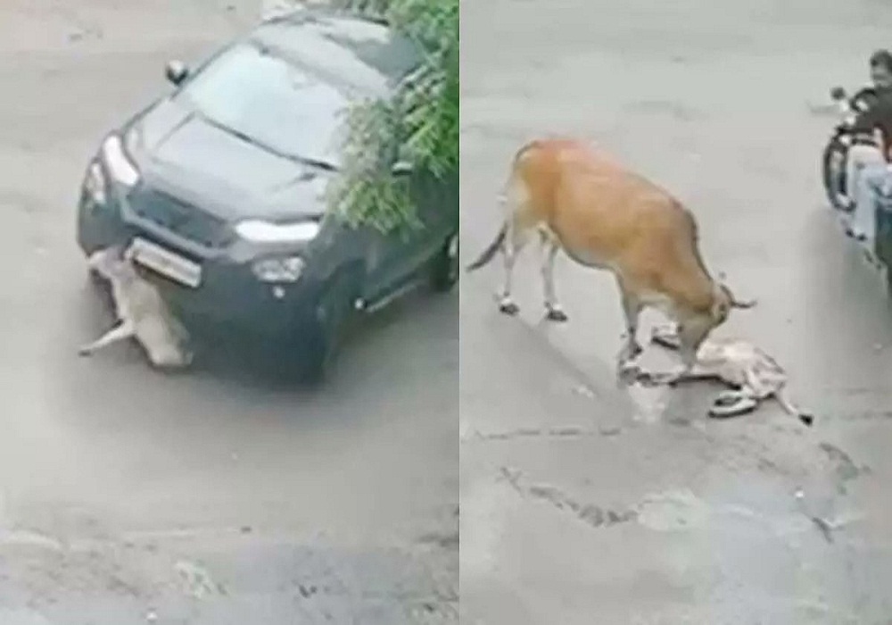 कार चालक ने बछड़े को कुचला... रंभाने की आवाज सुनकर दौड़ी मां, करती रही उठाने की कोशिश, ममता देख आपकी भी आंखें हो जाएंगी नम