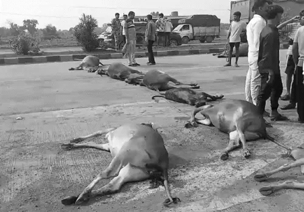 दर्दनाक हादसा: सड़क पर बैठे गायों को अज्ञात वाहन ने कुचला, 15 की मौत… 2 माह में 100 से अधिक मवेशी गंवा चुके हैं अपनी जान