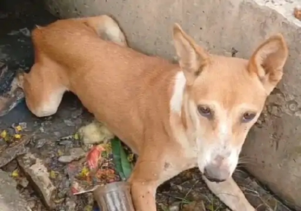 जगदलपुर में दो स्ट्रीट डॉग्स को पीट-पीटकर किया अधमरा, टूटा पैर… कांग्रेस पार्षद बोलीं- परेशान करेंगे तो हम हमला करेंगे, FIR दर्ज