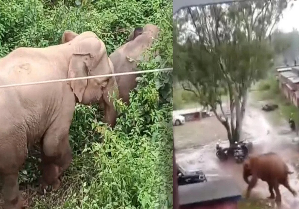 CG Elephant Attack: जंगल से आई तबाही... हाथी के हमले से किसान समेत 2 की मौत, 5 दिन में ली 6 जानें, देखें Video