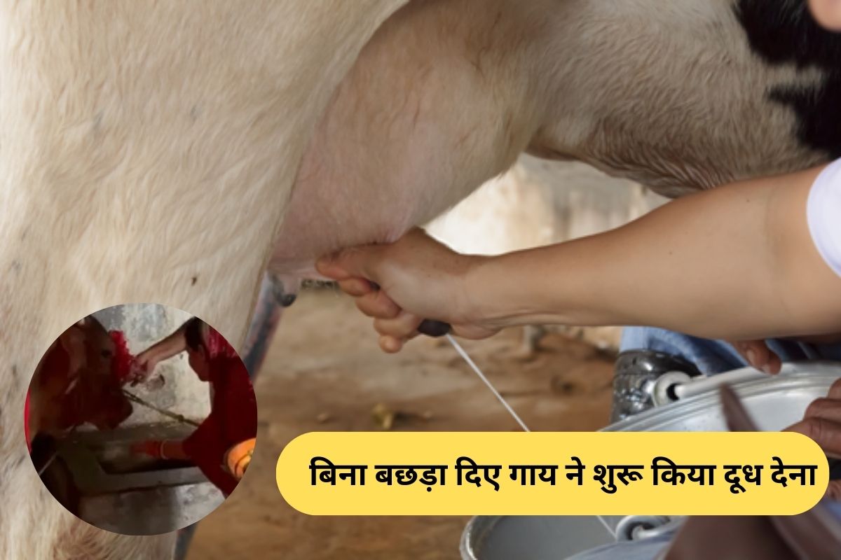 अजब गजबः बिना बछड़ा दिए गाय ने शुरू किया दूध देना, चमत्कार मान दर्शन के लिए उमड़ रही भीड़, जानें पूरा माजरा