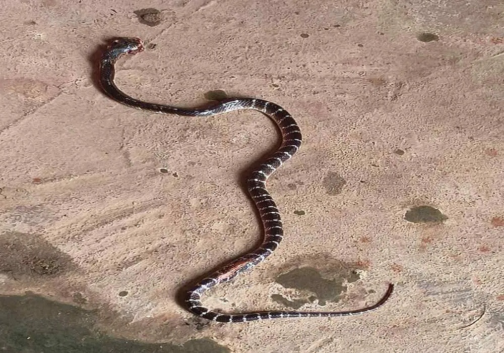 Snake Bite Death: नागलोक में करैत के डंसने से दो महिलाओं की मौत, परिजनों में पसरा मातम