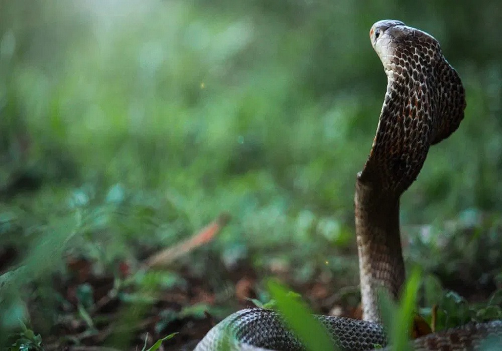 कोरबा में दर्दनाक हादसा: सांप के काटने से पिता-पुत्र की मौत, मां की हालत गंभीर… परिजनों ने लगाया लापरवाही का आरोप