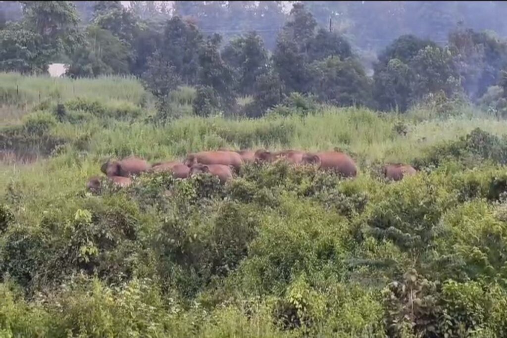 Elephants killed young man