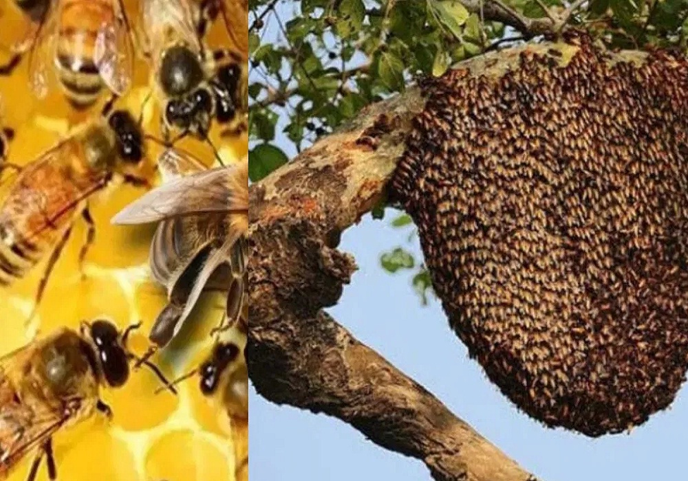 मधुमक्खियों के हमले से दहशत… महिला और युवक की हुई दर्दनाक मौत, 3 लोग अस्पताल में भर्ती