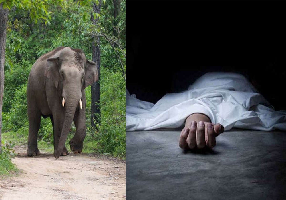 जान जोखिम में डाल मां ने हाथी से छीन लिया बच्चा, लेकिन नहीं बची 5 माह की मासूम की जान, छाया मातम