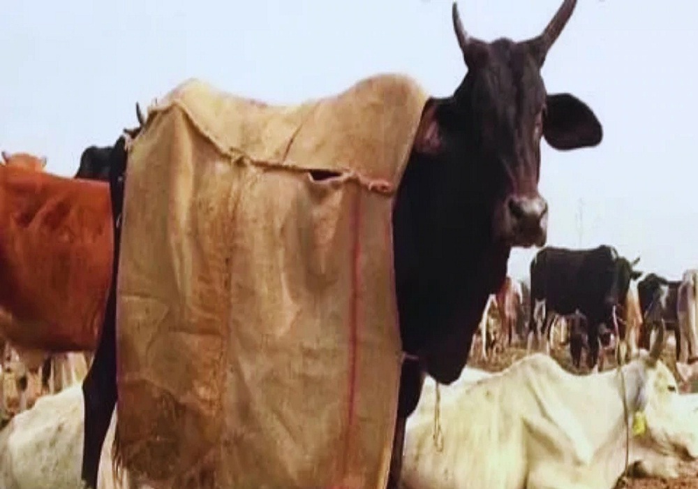 छत्तीसगढ़ में बढ़ी कंपकंपी... पशुओं की सुरक्षा को लेकर पशुपालन विभाग की एडवाइजरी, जानिए कैसे रखें सुरक्षित?