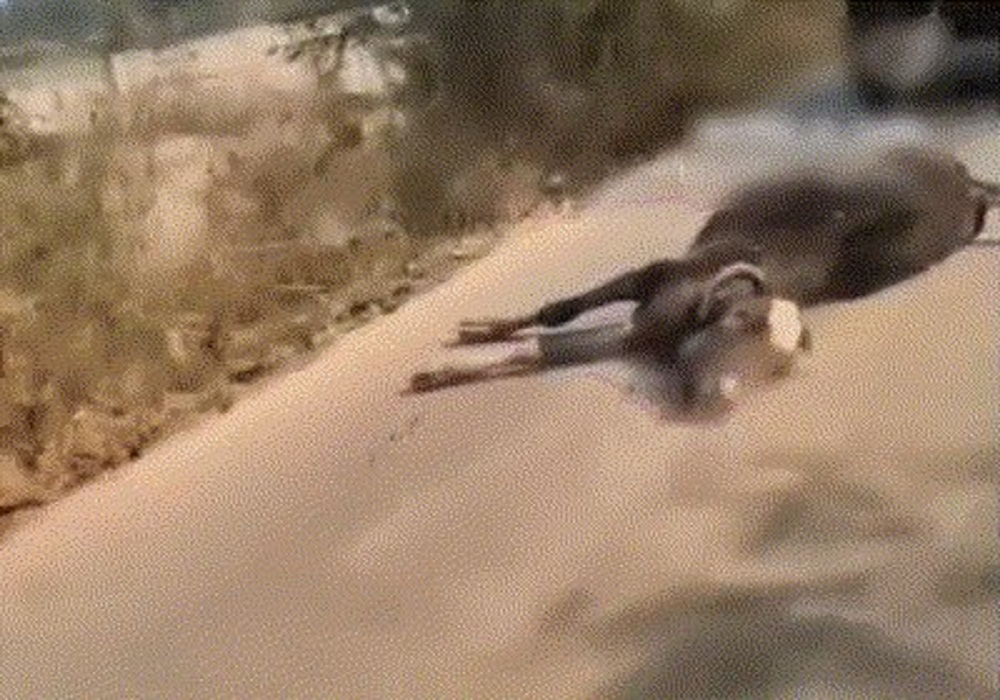 मृत गाय को ट्रैक्टर से बांधकर 2KM घसीटा, VIDEO वायरल होते ही मचा बवाल, बजरंग दल ने की कड़ी कार्रवाई की मांग