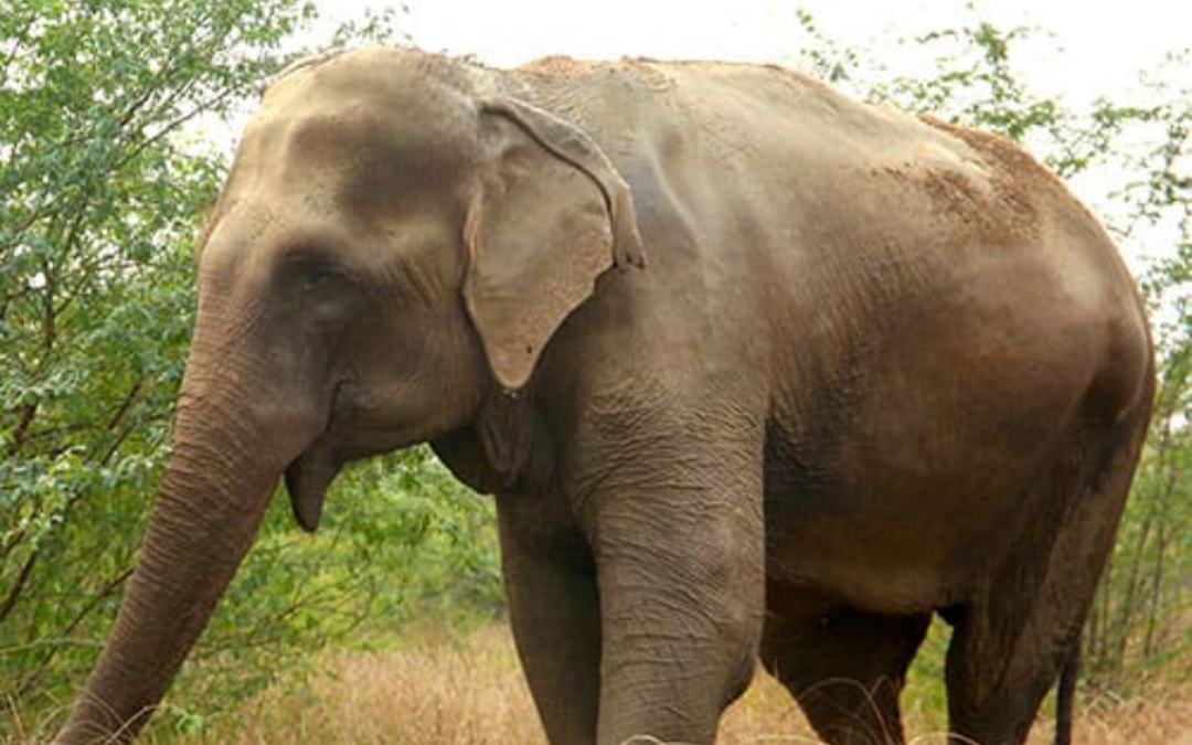 Elephant killed man: रास्ते से गुजर रहे युवक का हाथीसे हो गया सामना, कुचलकर मार डाला, ग्रामीणों में आक्रोश, कहा- करेंगे आंदोलन