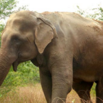 Elephant killed man: रास्ते से गुजर रहे युवक का हाथीसे हो गया सामना, कुचलकर मार डाला, ग्रामीणों में आक्रोश, कहा- करेंगे आंदोलन