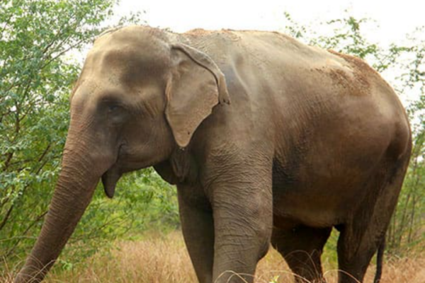 Elephant killed man: रास्ते से गुजर रहे युवक का हाथी से हो गया सामना, कुचलकर मार डाला, ग्रामीणों में आक्रोश, कहा- करेंगे आंदोलन